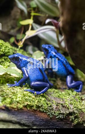 Eine vertikale Makroaufnahme von zwei blau färbenden Giftpfeilfröschen (Dendrobats tinctorius) auf dem moosigen Holz Stockfoto