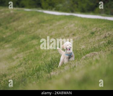 Ein entzückender White Poodle Hund, der auf einem grünen Feld läuft und Spaß hat Stockfoto