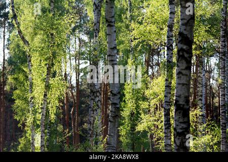Frühlingsholz mit weißen und schwarzen Birkenstämmen und hellgrünen Blättern Stockfoto