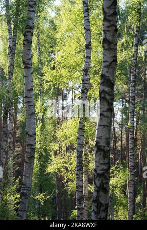 Holz mit weißen und schwarzen Birkenstämmen und hellgrünen Blättern Stockfoto