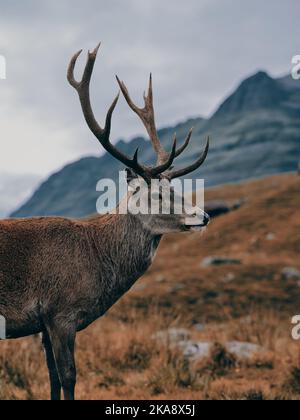 Ein wilder Rothirsch-Hirsch mit vollem Geweih in der schottischen Berglandschaft - Highland Scotland UK - Buck ikonisches Symbol stehend Stockfoto