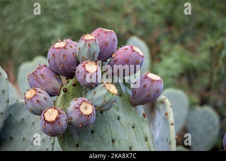 Ein Kaktus aus Kaktus mit Kaktusfeigen, in der Nähe von Früchten in roter Farbe, Kaktusstacheln Stockfoto