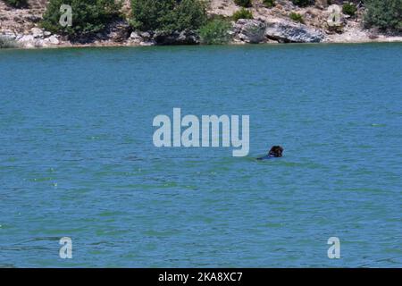 Hunde in der Natur am Wasser im Freien Stockfoto