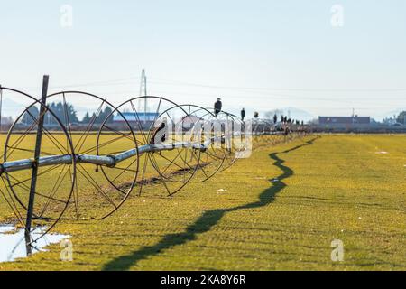 Eine malerische Aussicht auf Adler, die auf Bewässerungsrohren in einem offenen grünen Feld in British Columbia, Kanada, thront Stockfoto