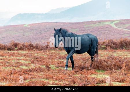 Ein Schwarzes frei zu durchstreifen Welsh Mountain Pony oder Cob auf einem Herbstfarn bedeckten Hügel im Brecon Beacons National Park, Wales Stockfoto