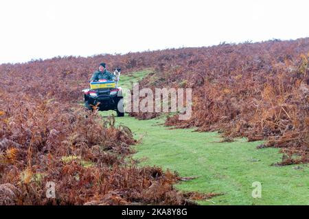 Ein Bauer oder Sheppard, der ein Quad fährt, und ein Collie Sheep Dog, um Schafe in der offenen Landschaft der Brecon Beacons, Wales, Großbritannien, zu pflegen. Stockfoto