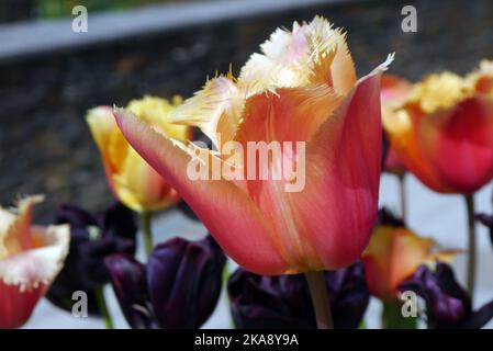 Single Orange/Yellow Tulipa 'Lambada' (gefranste Tulpe) Blume im RHS Garden Rosemoor, Torrington, North Devon, England, Großbritannien Stockfoto