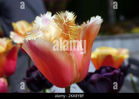 Single Orange/Yellow Tulipa 'Lambada' (gefranste Tulpe) Blume im RHS Garden Rosemoor, Torrington, North Devon, England, Großbritannien Stockfoto