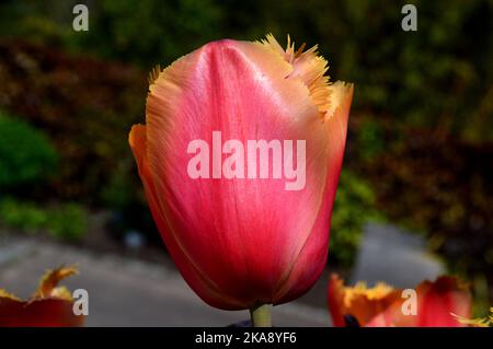 Single Orange/Yellow Tulipa 'Lambada' (gefranste Tulpe) Blume im RHS Garden Rosemoor, Torrington, North Devon, England, Großbritannien Stockfoto