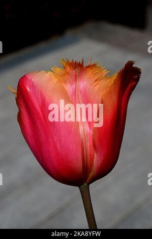 Single Orange/Yellow Tulipa 'Lambada' (gefranste Tulpe) Blume im RHS Garden Rosemoor, Torrington, North Devon, England, Großbritannien Stockfoto