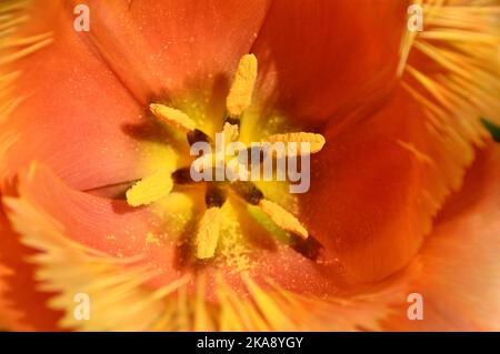 Nahaufnahme von Stamen, Pistill & Stigma einer Orange/Gelben Tulipa 'Lambada' (gefranste Tulpe) Blume, die im RHS Garden Rosemoor, Torrington, Devon, Großbritannien, angebaut wird. Stockfoto