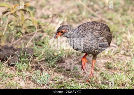 Erwachsener Rothalshuhn, Pternistis afer, im Grasland der Masai Mara, kenia. Seitenprofil. Stockfoto