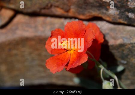Single Red/Orange Helianthemum 'Henfield Brilliant' (Rock Rose/Sun Rose) Blume im RHS Garden Rosemoor, Torrington, Devon, England, Großbritannien. Stockfoto