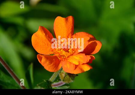 Single Orange Geum 'Dolly North' (Avens) Semi Double Flower im RHS Garden Rosemoor, Torrington, Devon, England, Großbritannien angebaut. Stockfoto