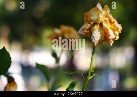 Gelbe Rose auf dem Bücherfoto getrocknet Stockfoto