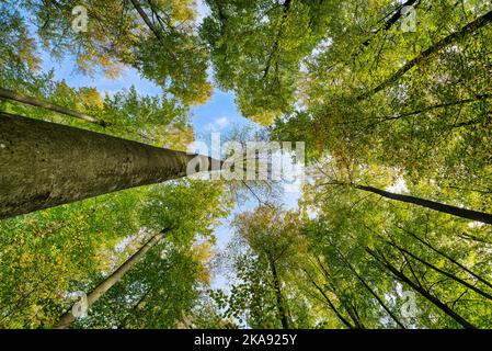 Einige wunderschöne Bäume, die sich gegen den blauen Himmel richten. Farbenfrohe Herbstliche im Wald. Stockfoto