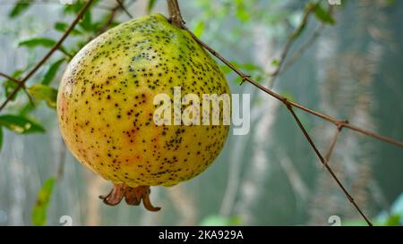 Ein selektiver Schuss Granatapfel auf den Baum Stockfoto