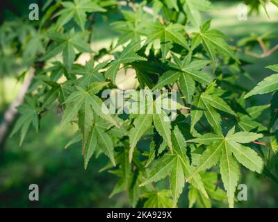 Grünes Laub von Acer palmatum, allgemein bekannt als japanischer Ahorn. Blätter von Palmate Ahorn. Stockfoto