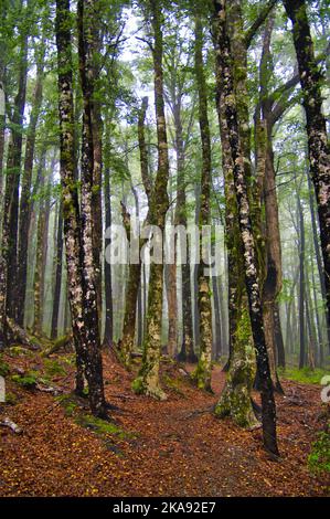 Buchenwald an den Hängen des Mount Robert, entlang des Pinchgut Track im Nelson Lakes National Park, South Island, Neuseeland. An einem nebligen Morgen Stockfoto