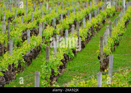 Weingut in Cote de Beaune, Cote d'Or, Bourgogne Stockfoto