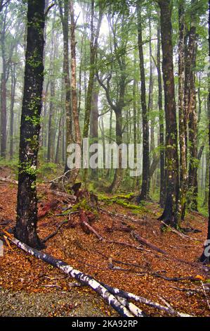 Buchenwald an den Hängen des Mount Robert, entlang des Pinchgut Track im Nelson Lakes National Park, South Island, Neuseeland. An einem nebligen Morgen Stockfoto