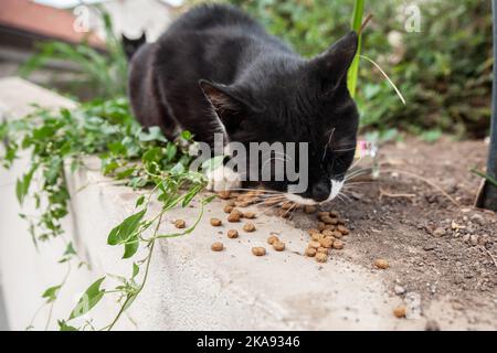 Bild einer streunenden schwarz-weißen Katze, die oben an einer Wand steht und trockene Nahrung isst. Stockfoto