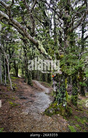 Wald aus Moos- und Flechten bedeckten Buchen auf Mount Robert, Nelson Lakes National Park, South Island, Neuseeland. Auf dem Weg durch den geheimnisvollen Wald Stockfoto