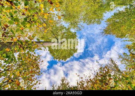 Einige wunderschöne Bäume, die sich gegen den blauen Himmel richten. Farbenfrohe Herbstliche im Wald. Stockfoto