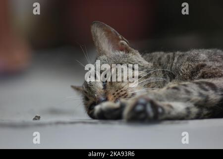 Eine schöne Aufnahme einer tabby Katze, die auf dem Boden liegt Stockfoto