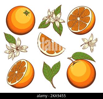 Cartoon blühende Orangen Stock Vektor