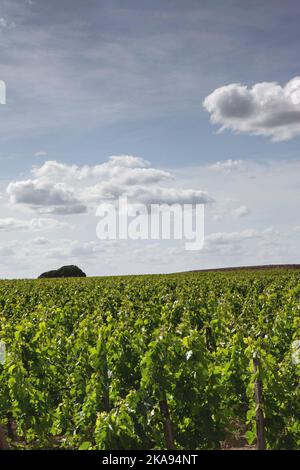 Weinberge in St. Emilion französischem Dorf Stockfoto