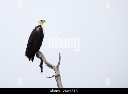 African Fish Eagle, Haliaeetus vocifer oder African Sea Eagle, ein großer Greifvogel auf einem Baum, Moremi Game Reserve Botswana Africa. Stockfoto