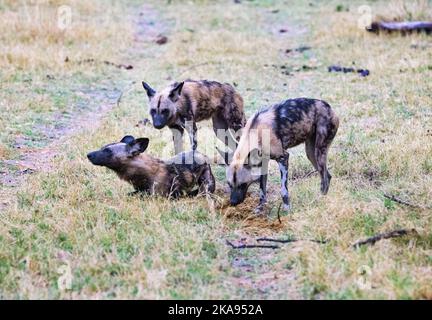 African Wild Dogs, Lycaon Pictus, aka Painted Dog oder Cape Hunting Dog, eine gefährdete Art; drei Erwachsene, Moremi Game Reserve, Botswana Africa Stockfoto