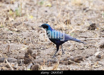 Burchells Starling, Lamprotornis australis oder Burchells Glossy Starling; am Boden Moremi Game Reserve Botswana Africa. - Afrikanische Vögel Stockfoto