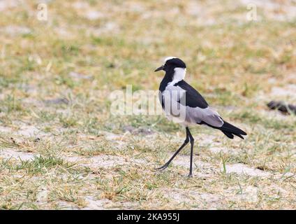 Hufschmied Plover, alias. Hufschmied Lapwing, Vanellus armatus, auf dem Boden, Okavango Delta, Botsuana Afrika. Afrikanischer Vogel. Stockfoto