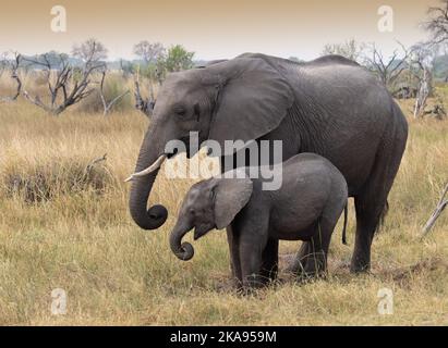 Afrikanischer Elefant, Erwachsene und junge Elefanten, Moremi Wildreservat, Botswana Afrika. Loxodonta africana, afrikanische Wildtiere, ausgewachsene und junge Tiere. Stockfoto