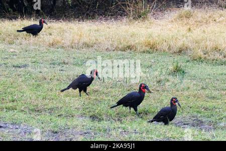 Südlicher Ground Hornbill. 4 Erwachsene Ground Hornbill Walking; Bucorvus leadbeateri, Okavango Delta, Botsuana Afrika. Afrikanische Vögel Stockfoto