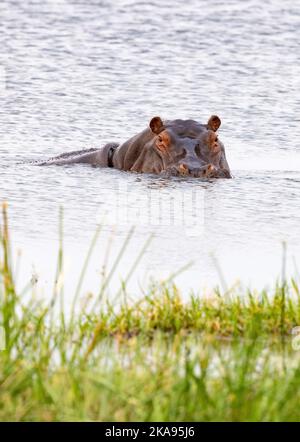 Ein erwachsenes Nilpferd im Wasser, Hippopotamus, Hippopotamus Amphibius, Okavango Delta, Botsuana Afrika. Afrikanische Wildtiere Stockfoto