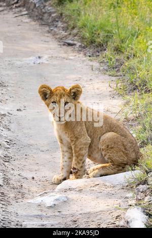 Löwenjunge Afrika - 8 Monate altes Löwenjunges, Panthera leo, unterwegs sitzend, Moremi Game Reserve, Okavango Delta, Botswana Africa - junges afrikanisches Tier Stockfoto