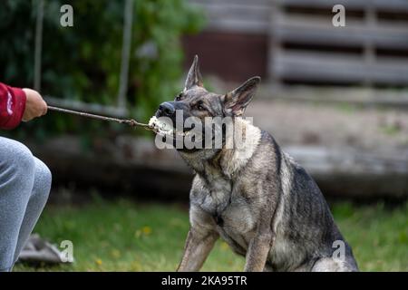 Ein junger glücklicher Deutscher Schäferhund spielt mit einem Ball Schlepper. Sable farbige Arbeitslinie Rasse Stockfoto