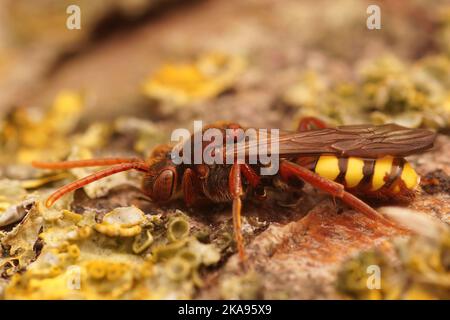 Eine Makroaufnahme von Nomada flava, flavous Nomad Bee. Stockfoto