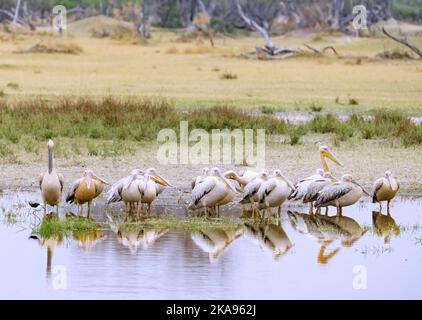 Pink Back Pelican, Pelecanus rufescens, eine Gruppe rosa Back Pelicans vom Wasser, Okavango Delta, Botswana Africa. Afrikanische Vögel. Stockfoto