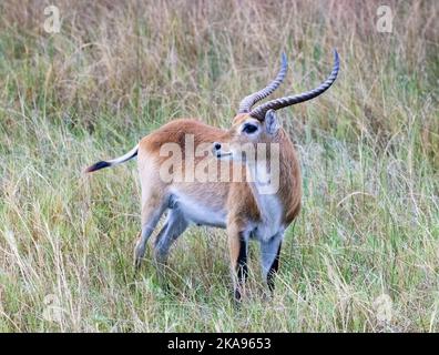 Gemeine rote Lechwe, Kobus leche, eine Erwachsene männliche Antilope, Moremi Game Reserve Botswana Africa. Stockfoto