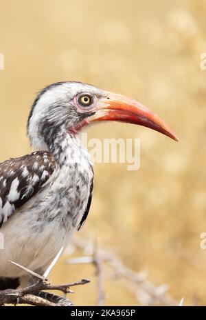 Nahaufnahme eines erwachsenen Hornbills von Southern Red, Tockus rufirostris, Moremi Game Reserve, Okavango Delta, Botswana Africa. Afrikanischer Vogel. Stockfoto