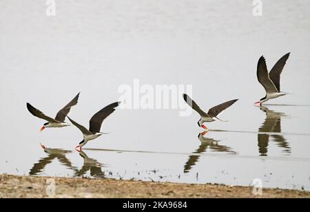 Afrikanisches Skimmer-Fischen, Rynchops flavirostris; vier afrikanische Skimmer, die sich in einem See ernähren, Okavango Delta Botswana Africa. Verhalten afrikanischer Vögel. Stockfoto