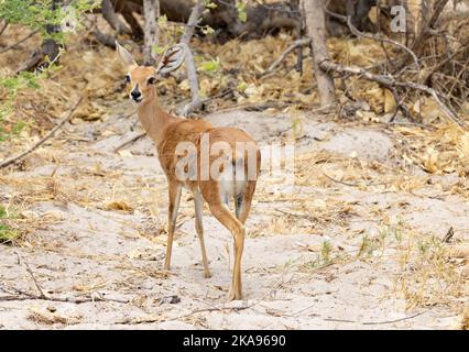 Erwachsene weibliche Steenbok, Raphicerus campestris, eine gemeinsame kleine Antilope, Moremi Wildreservat, Okavango Delta, Botswana Afrika - afrikanisches Tier Stockfoto