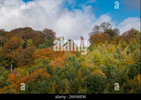 Melrose, Großbritannien. 01.. November 2022. Schottland Wetter, Herbst. Herbstliche Farben auf den Bäumen unter der William Wallace Statue in der Nähe des Geländes des Bemersyde Estate, in der Nähe von Melrose in den Scottish Borders, ist eine Statue, die William Wallace gedenkt. Sie wurde von David Steuart Erskine, 11. Earl of Buchan, in Auftrag gegeben.die Statue wurde von John Smith von Darnick aus rotem Sandstein gefertigt und 1814 errichtet. Sie ist 31 Fuß (9,4 m) hoch und zeigt Wallace mit Blick auf den Fluss Tweed. Bildnachweis: phil wilkinson/Alamy Live News Stockfoto