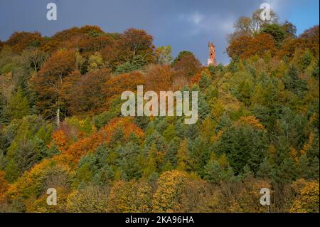 Melrose, Großbritannien. 01.. November 2022. Schottland Wetter, Herbst. Herbstliche Farben auf den Bäumen unter der William Wallace Statue in der Nähe des Geländes des Bemersyde Estate, in der Nähe von Melrose in den Scottish Borders, ist eine Statue, die William Wallace gedenkt. Sie wurde von David Steuart Erskine, 11. Earl of Buchan, in Auftrag gegeben.die Statue wurde von John Smith von Darnick aus rotem Sandstein gefertigt und 1814 errichtet. Sie ist 31 Fuß (9,4 m) hoch und zeigt Wallace mit Blick auf den Fluss Tweed. Bildnachweis: phil wilkinson/Alamy Live News Stockfoto