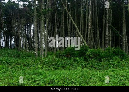 Küstenwald mit Windbreak und Zwergbambus-Unterholz an der Pazifikküste, Kuril-Inseln Stockfoto