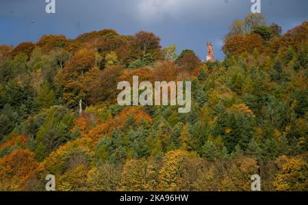 Melrose, Großbritannien. 01.. November 2022. Schottland Wetter, Herbst. Herbstliche Farben auf den Bäumen unter der William Wallace Statue in der Nähe des Geländes des Bemersyde Estate, in der Nähe von Melrose in den Scottish Borders, ist eine Statue, die William Wallace gedenkt. Sie wurde von David Steuart Erskine, 11. Earl of Buchan, in Auftrag gegeben.die Statue wurde von John Smith von Darnick aus rotem Sandstein gefertigt und 1814 errichtet. Sie ist 31 Fuß (9,4 m) hoch und zeigt Wallace mit Blick auf den Fluss Tweed. Bildnachweis: phil wilkinson/Alamy Live News Stockfoto